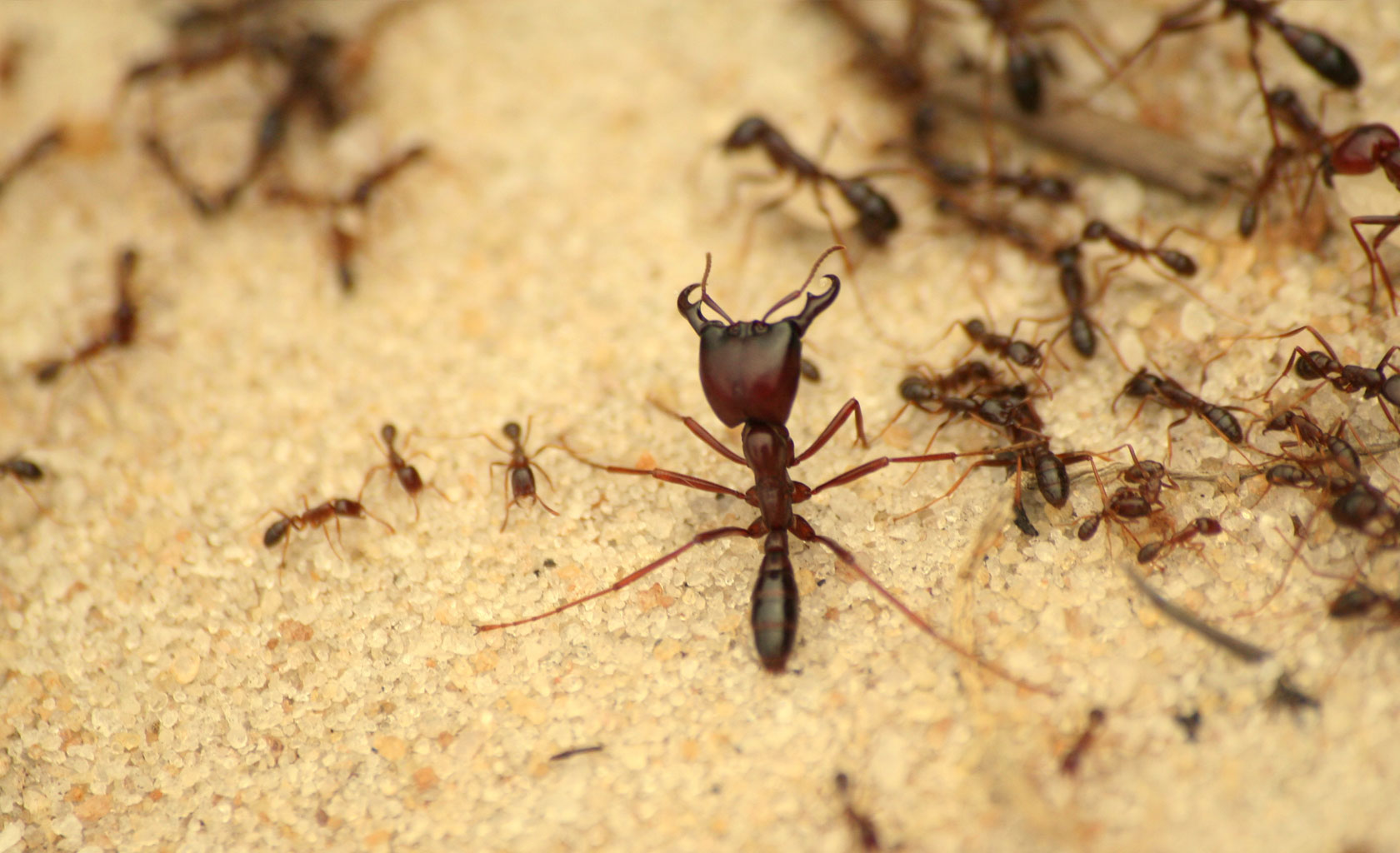 pest control